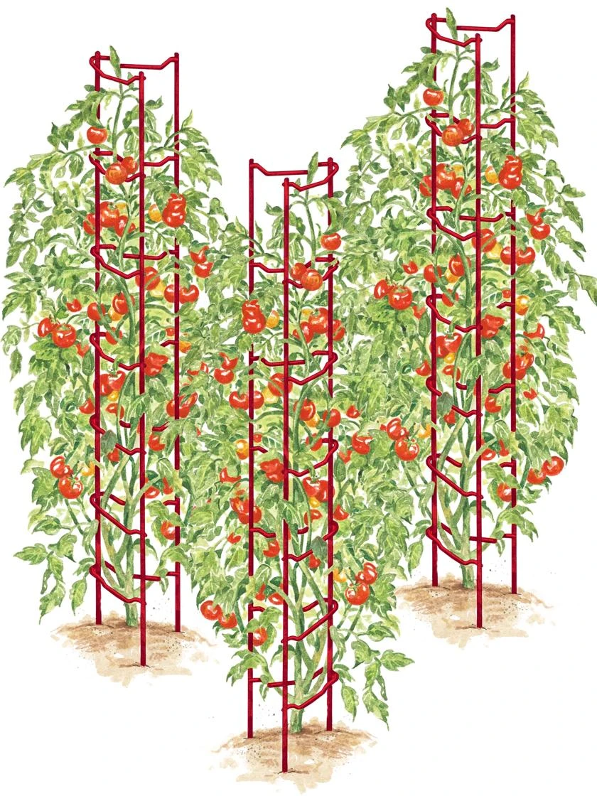 Tomato Ladders, Set Of 3