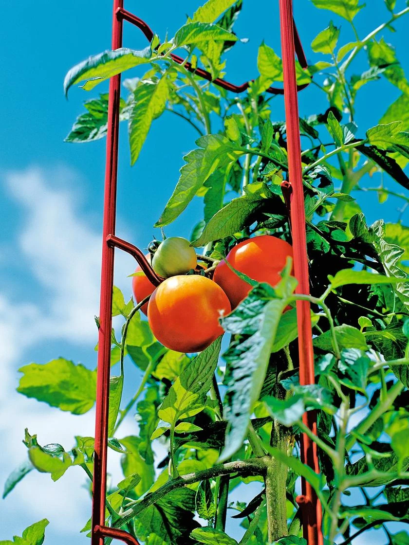 Tomato Ladders, Set Of 3 - Image 6