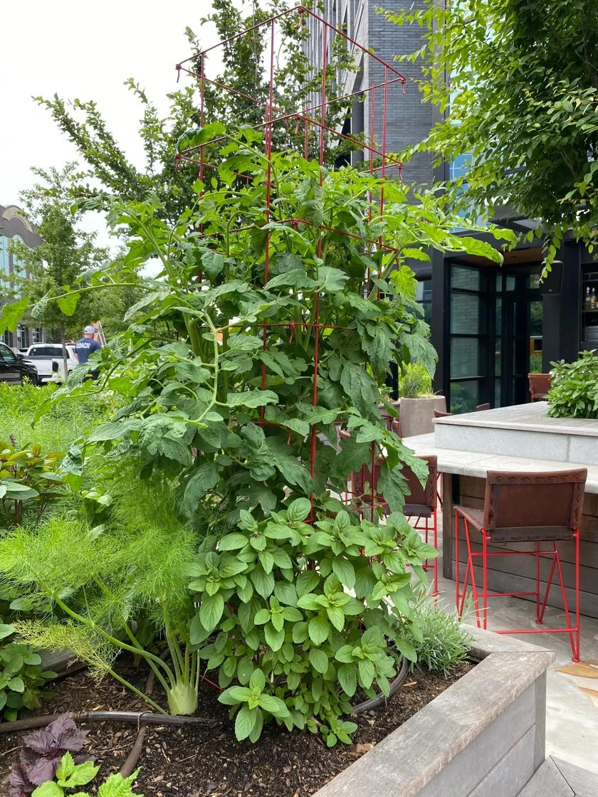 Tomato Towers, Set Of 2 - Image 3