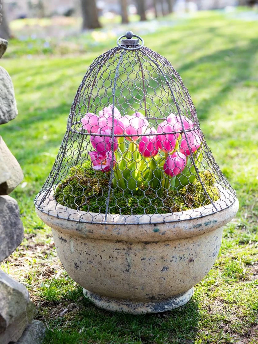 Chicken Wire Cloche - Image 4