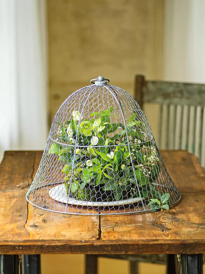 Chicken Wire Cloche - Image 8