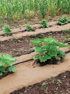 Weedguard Plus Paper Mulch, 50'