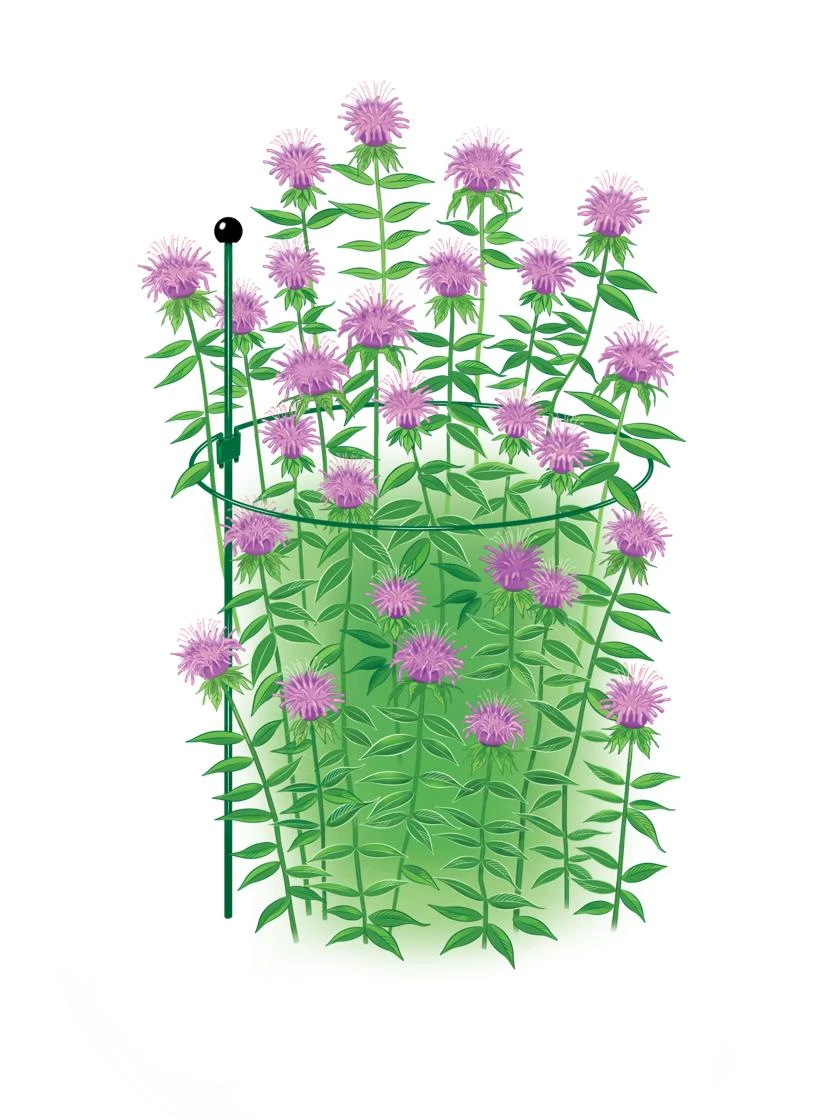 Peacock Classic Plant Support Rings 15", Set Of 2 - Image 2