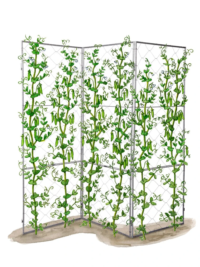 Chicken Wire Pea Trellis - Image 11