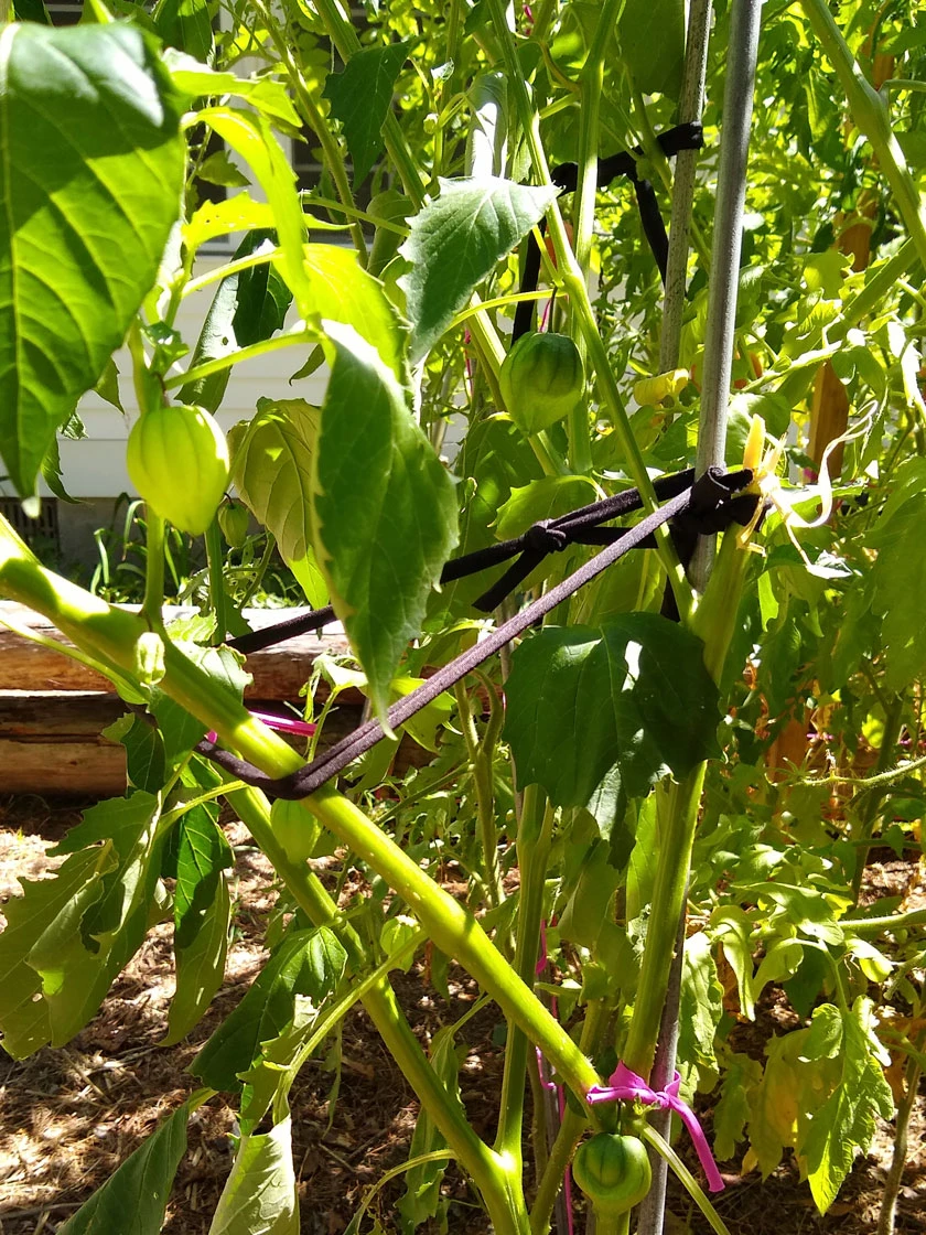 Farmyarn® Multipurpose Garden Tie, 2 Pack - Image 7