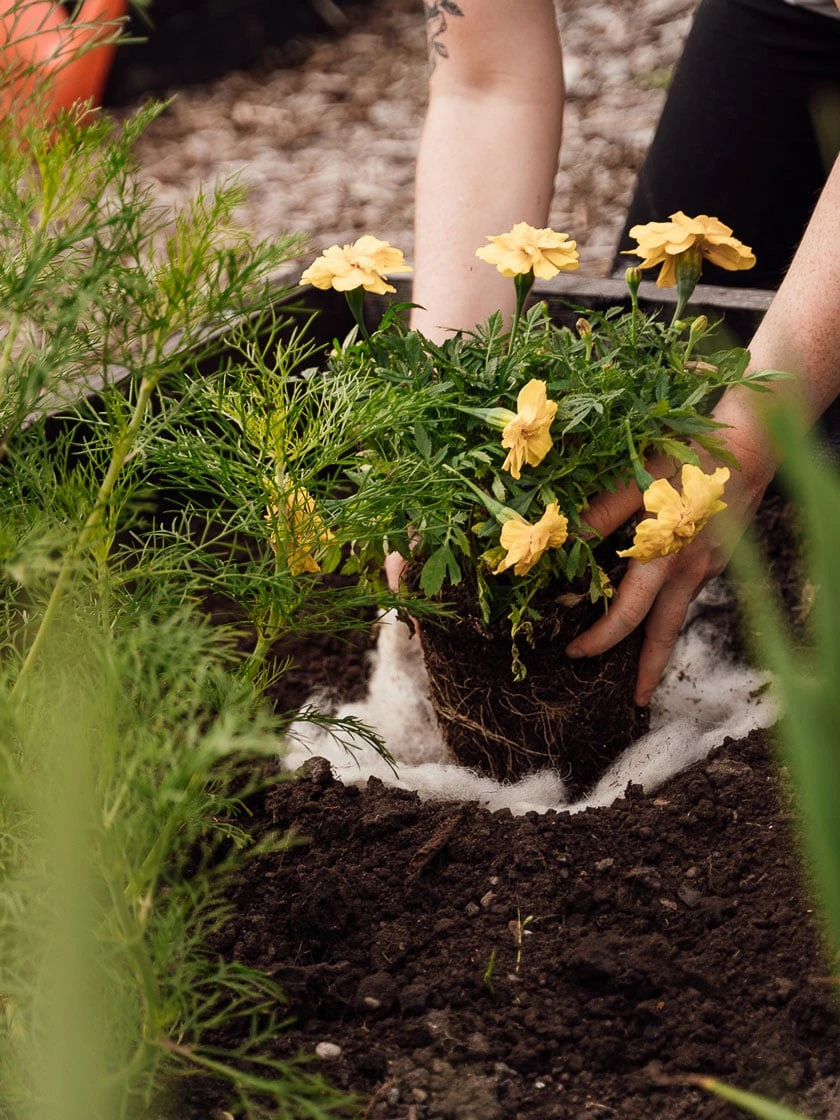 Hortiwool ®, Starter Garden Pad - Image 5